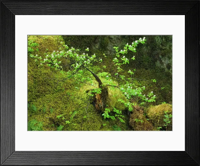 Framed Print : Forest floor near the Little Qualicum Falls. Little Qualicum Falls Provincial Park, British Columbia, Canada Framed Print : Forest floor near the Little Qualicum Falls. Little Qualicum Falls Provincial Park, British Columbia, Canada