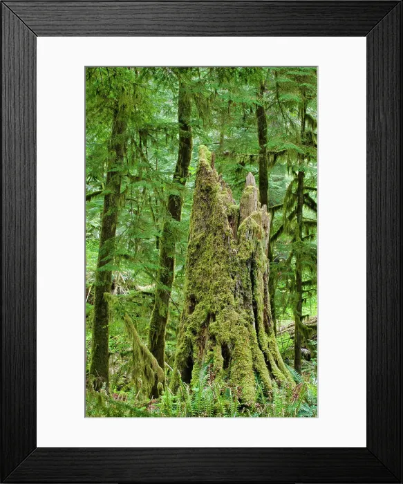 Framed Print : Ferns and trees in old growth coastal temperate rain forest (Cathedral Grove). MacMillan Provincial Park, British Columbia, Canada