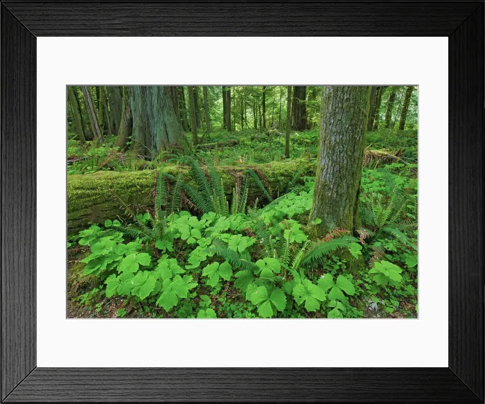 Framed Print : Ferns and trees in old growth coastal temperate rain forest (Cathedral Grove). MacMillan Provincial Park, British Columbia, Canada