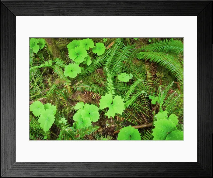 Framed Print : Forest floor in old growth coastal temperate rain forest (Cathedral Grove). MacMillan Provincial Park, British Columbia, Canada Framed Print : Forest floor in old growth coastal temperate rain forest (Cathedral Grove). MacMillan Provincial Park, British Columbia, Canada