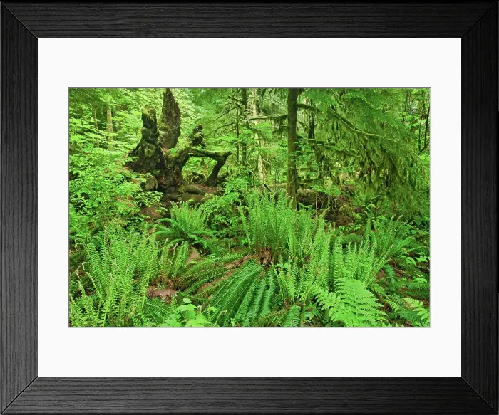 Framed Print : Forest floor in old growth coastal temperate rain forest (Cathedral Grove). MacMillan Provincial Park, British Columbia, Canada Framed Print : Forest floor in old growth coastal temperate rain forest (Cathedral Grove). MacMillan Provincial Park, British Columbia, Canada