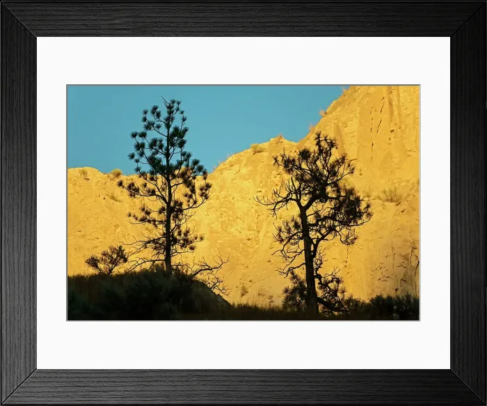 Framed Print : Ponderosa pine (Pinus ponderosa) trees and canyon wall at sunrise. Thompson Valley, Kamloops, British Columbia, Canada Framed Print : Ponderosa pine (Pinus ponderosa) trees and canyon wall at sunrise. Thompson Valley, Kamloops, British Columbia, Canada
