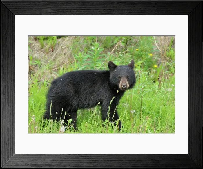 Framed Print : American black bear (Ursus americanus) Near Whistler, British Columbia, Canada Framed Print : American black bear (Ursus americanus) Near Whistler, British Columbia, Canada