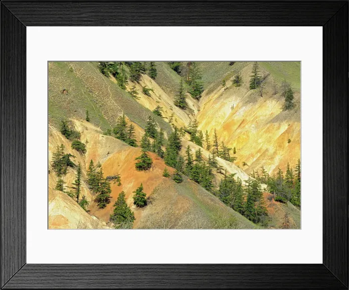 Framed Print : Dry land with pines in the British Columbia Interior Hat Creek, British Columbia, Canada Framed Print : Dry land with pines in the British Columbia Interior Hat Creek, British Columbia, Canada