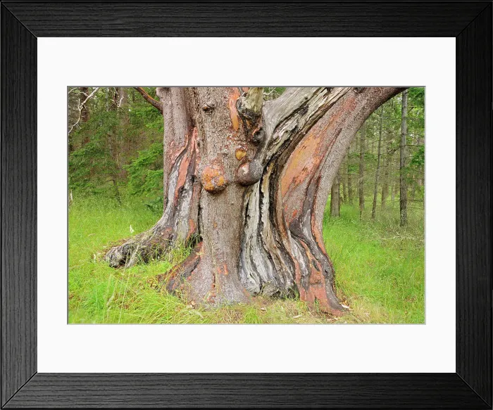 Framed Print : Giant Arbutus tree Helliwell Provincial Park, British Columbia, Canada