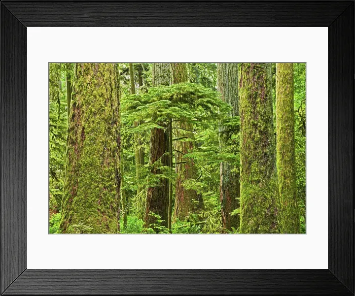 Framed Print : Young tree amidst ancient trees in Old growth temperate rain forest Sunshine Coast, British Columbia, Canada