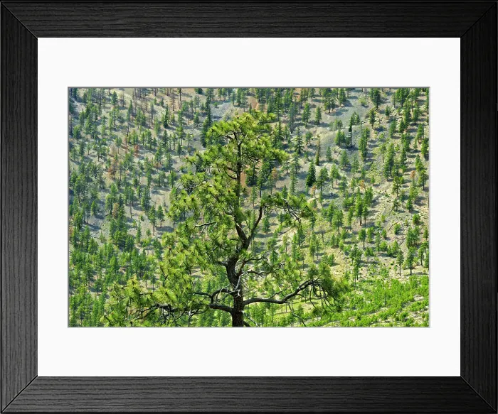 Framed Print : Dry land with pines in the British Columbia Interior Near Kamloops, British Columbia, Canada Framed Print : Dry land with pines in the British Columbia Interior Near Kamloops, British Columbia, Canada