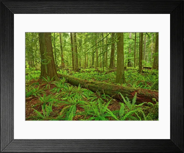 Framed Print : Ferns and trees in old growth coastal temperate rain forest (Cathedral Grove). MacMillan Provincial Park, British Columbia, Canada Framed Print : Ferns and trees in old growth coastal temperate rain forest (Cathedral Grove). MacMillan Provincial Park, British Columbia, Canada
