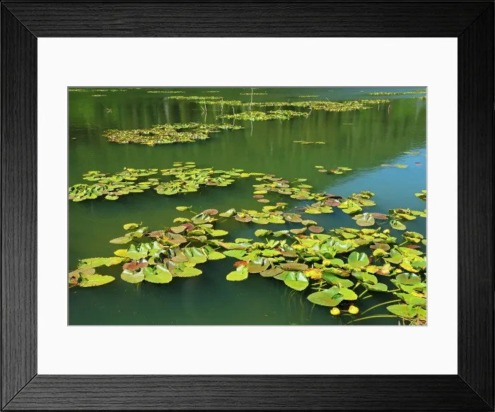 Framed Print : Water lilies in pond on the Stewart Cassiar Highway near Bob Quinn Lake, British Columbia, Canada Framed Print : Water lilies in pond on the Stewart Cassiar Highway near Bob Quinn Lake, British Columbia, Canada