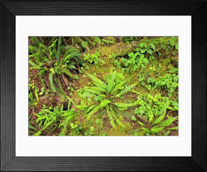 Framed Print : Ferns in undergrowth of forest Helliwell Provincial Park, British Columbia, Canada Framed Print : Ferns in undergrowth of forest Helliwell Provincial Park, British Columbia, Canada