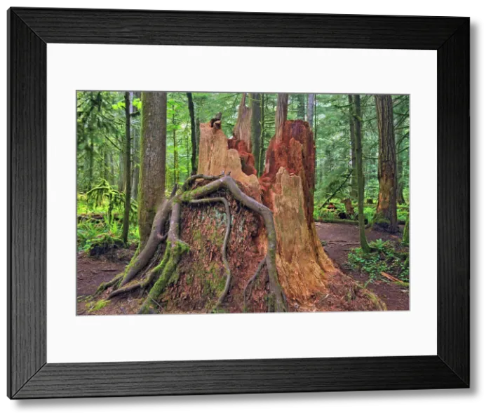 Framed Print : Old tree stump of large tree in Old growth temperate rain forest in Cathedral Grove. MacMillan Provincial Park, British Columbia, Canada Framed Print : Old tree stump of large tree in Old growth temperate rain forest in Cathedral Grove. MacMillan Provincial Park, British Columbia, Canada