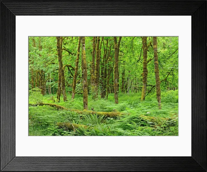 Framed Print : Maple forest Near Cowichan Lake, British Columbia, Canada Framed Print : Maple forest Near Cowichan Lake, British Columbia, Canada