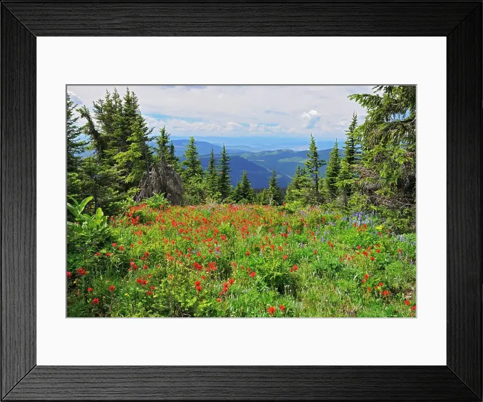 Framed Print : Wildflowers in the alpine zone at the summit of Sun Peaks (Lupines, paintbrush, composite), Near Kamloops, British Columbia, Canada Framed Print : Wildflowers in the alpine zone at the summit of Sun Peaks (Lupines, paintbrush, composite), Near Kamloops, British Columbia, Canada