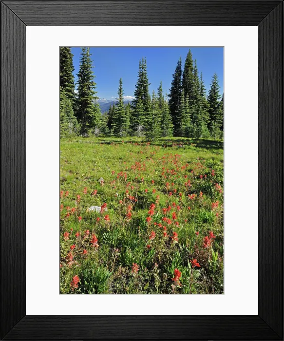 Framed Print : alpine meadow of wildflowers (Indian paintbrush). Cascade Mountains, E. C. Manning Provincial Park, British Columbia, Canada Framed Print : alpine meadow of wildflowers (Indian paintbrush). Cascade Mountains, E. C. Manning Provincial Park, British Columbia, Canada