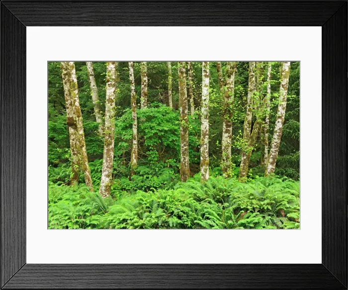 Framed Print : Alders on Rennell Sound. Graham Island, Haida Gwaii (formerly the Queen Charlotte Islands), British Columbia, Canada Framed Print : Alders on Rennell Sound. Graham Island, Haida Gwaii (formerly the Queen Charlotte Islands), British Columbia, Canada