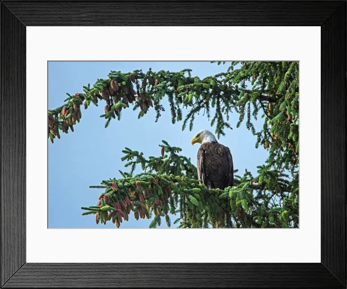 Framed Print : Bald eagle (Haliaeetus leucocephalus) in tree. Graham Island, Haida Gwaii (formerly the Queen Charlotte Islands), British Columbia, Canada Framed Print : Bald eagle (Haliaeetus leucocephalus) in tree. Graham Island, Haida Gwaii (formerly the Queen Charlotte Islands), British Columbia, Canada