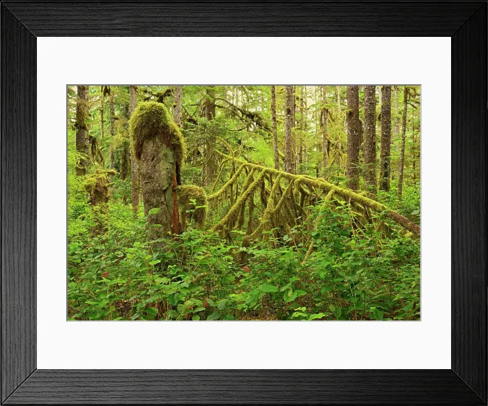 Framed Print : Coastal rain forest on Golden Spruce Trail. Port Clements. Graham Island, Haida Gwaii (formerly the Queen Charlotte Islands), British Columbia, Canada Framed Print : Coastal rain forest on Golden Spruce Trail. Port Clements. Graham Island, Haida Gwaii (formerly the Queen Charlotte Islands), British Columbia, Canada