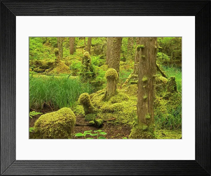 Framed Print : Coastal rain forest. Naikoon Provincial Park. Graham Island, Haida Gwaii (formerly the Queen Charlotte Islands), British Columbia, Canada Framed Print : Coastal rain forest. Naikoon Provincial Park. Graham Island, Haida Gwaii (formerly the Queen Charlotte Islands), British Columbia, Canada