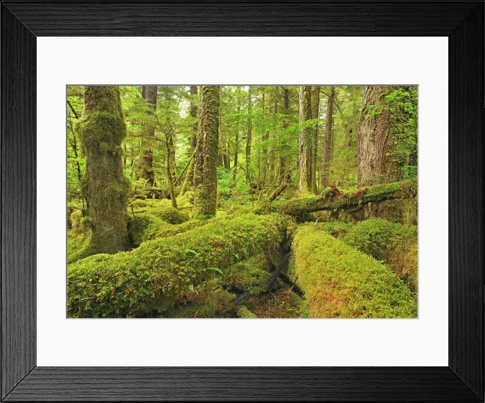 Framed Print : Coastal rain forest. Naikoon Provincial Park. Graham Island, Haida Gwaii (formerly the Queen Charlotte Islands), British Columbia, Canada Framed Print : Coastal rain forest. Naikoon Provincial Park. Graham Island, Haida Gwaii (formerly the Queen Charlotte Islands), British Columbia, Canada