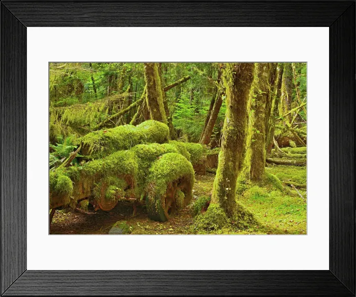Framed Print : Old logging site where Sitka Spruce trees in the early 1940's were harvested for the construction of mosquito bombers for WW II. Louise Island, Haida Gwaii (formerly the Queen Charlotte Islands), British Columbia, Canada Framed Print : Old logging site where Sitka Spruce trees in the early 1940's were harvested for the construction of mosquito bombers for WW II. Louise Island, Haida Gwaii (formerly the Queen Charlotte Islands), British Columbia, Canada