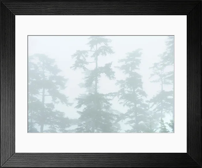 Framed Print : Trees in Fog on Agate Beach. Naikoon Provincial Park. Graham Island, Haida Gwaii (formerly the Queen Charlotte Islands), British Columbia, Canada