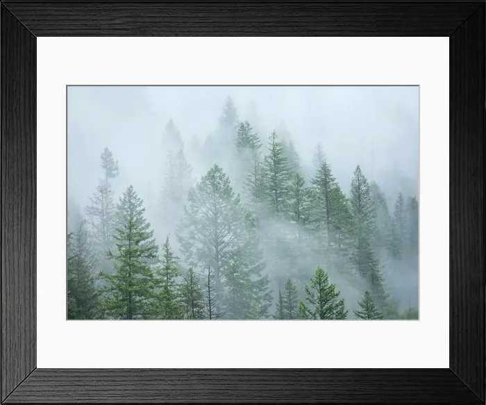 Framed Print : Trees in fog and rain. Monashee Mountains, NAncy Green Provincial Park, British Columbia, Canada Framed Print : Trees in fog and rain. Monashee Mountains, NAncy Green Provincial Park, British Columbia, Canada