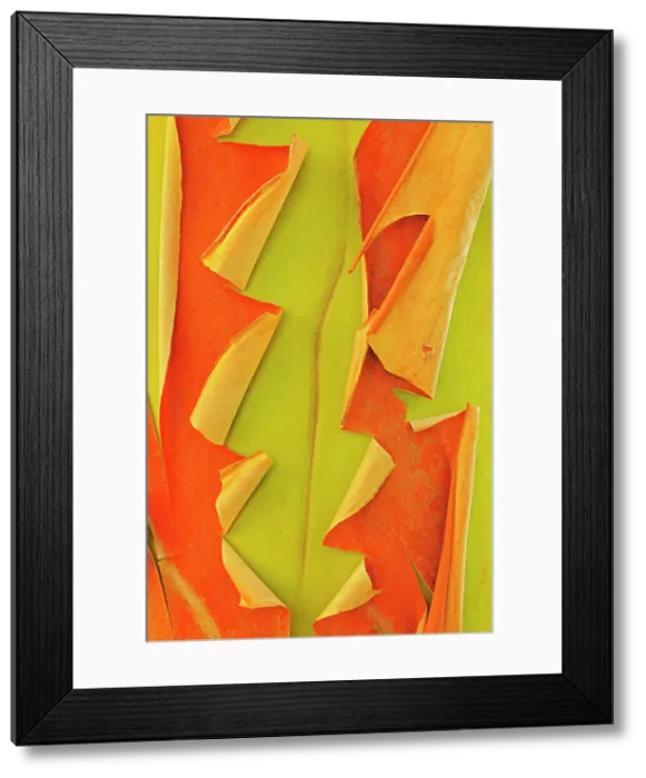 Framed Print : Bark of Arbutus (Pacific Madrone) (Arbutus menzeisii) tree. Canada's only native broad-leafed evergreen tree, Saltspring Island (Gulf Islands), British Columbia, Canada Framed Print : Bark of Arbutus (Pacific Madrone) (Arbutus menzeisii) tree. Canada's only native broad-leafed evergreen tree, Saltspring Island (Gulf Islands), British Columbia, Canada