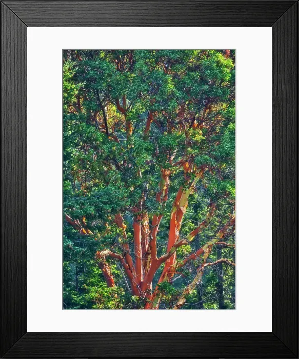 Framed Print : Arbutus (Pacific Madrone) (Arbutus menzeisii) tree. Canada's only native broad-leafed evergreen tree, Saltspring Island (Gulf Islands), British Columbia, Canada Framed Print : Arbutus (Pacific Madrone) (Arbutus menzeisii) tree. Canada's only native broad-leafed evergreen tree, Saltspring Island (Gulf Islands), British Columbia, Canada