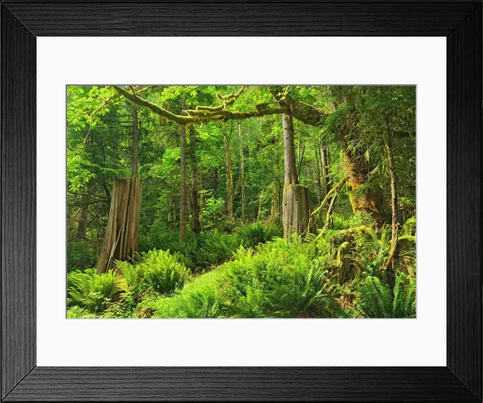 Framed Print : Coastal temperate rainforest, Egmont, British Columbia, Canada Framed Print : Coastal temperate rainforest, Egmont, British Columbia, Canada