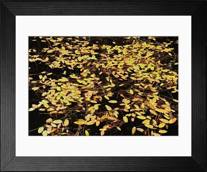 Framed Print : Aquatic vegetation - Potamogeton sp, Smuggler Cove Marine Provincial Park, British Columbia, Canada