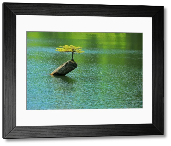 Framed Print : Coniferous sapling on nurse log in Fairy Lake, Near Port Renfrew, British Columbia, Canada Framed Print : Coniferous sapling on nurse log in Fairy Lake, Near Port Renfrew, British Columbia, Canada