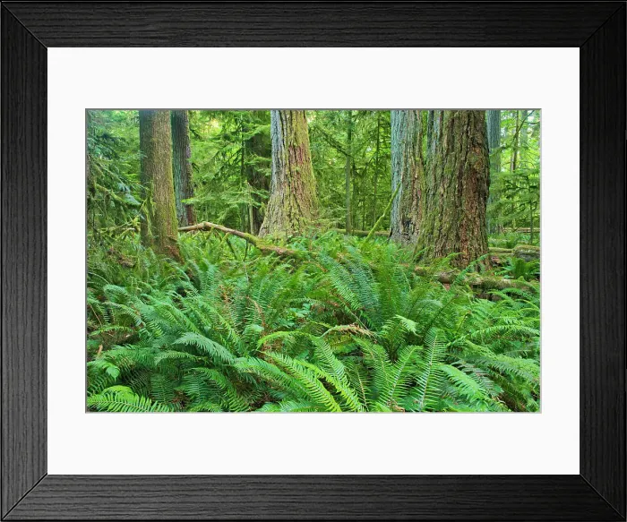 Framed Print : Ferns and trees in old growth coastal temperate rain forest (Cathedral Grove). MacMillan Provincial Park, British Columbia, Canada Framed Print : Ferns and trees in old growth coastal temperate rain forest (Cathedral Grove). MacMillan Provincial Park, British Columbia, Canada