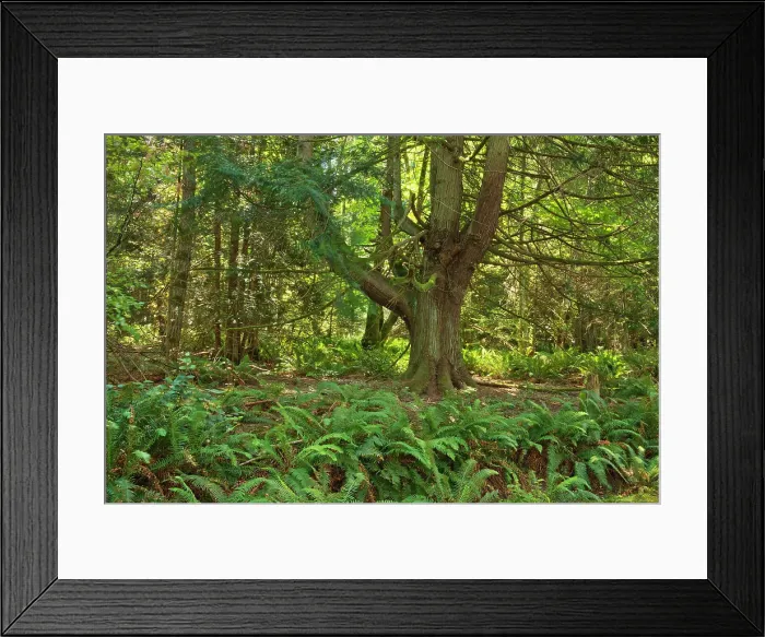 Framed Print : Forest on top of Mt. Maxwell Saltspring Island, British Columbia, Canada Framed Print : Forest on top of Mt. Maxwell Saltspring Island, British Columbia, Canada