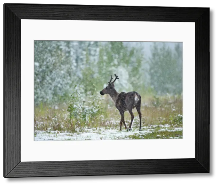 Framed Print : Woodland Caribou in early snow storm (Rangifer tarandus caribou) Stone Mountain Provincial Park, British Columbia, Canada Framed Print : Woodland Caribou in early snow storm (Rangifer tarandus caribou) Stone Mountain Provincial Park, British Columbia, Canada
