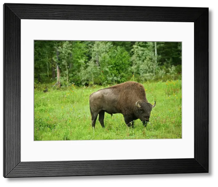 Framed Print : Wood bison ( Bison bison athabascae) Liard River Provincial Park, British Columbia, Canada Framed Print : Wood bison ( Bison bison athabascae) Liard River Provincial Park, British Columbia, Canada