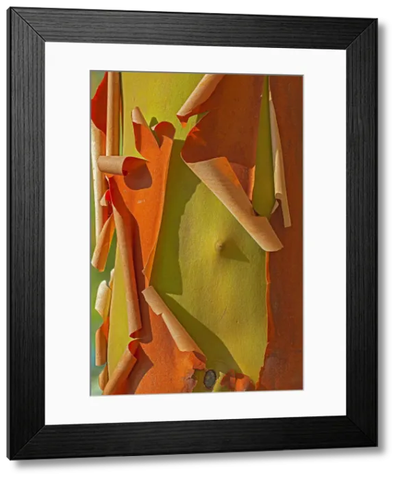 Framed Print : Bark of Arbutus (Pacific Madrone) (Arbutus menzeisii) tree. Canada's only native broad-leafed evergreen tree, Saltspring Island (Gulf Islands), British Columbia, Canada Framed Print : Bark of Arbutus (Pacific Madrone) (Arbutus menzeisii) tree. Canada's only native broad-leafed evergreen tree, Saltspring Island (Gulf Islands), British Columbia, Canada
