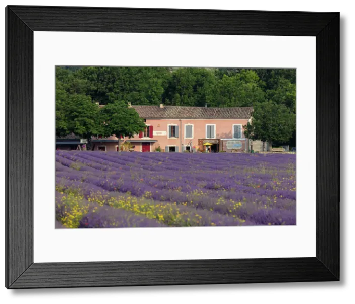 Framed Print : France, Provence-Alpes-Cote d'Azur, Simiane-la-Rotonde, a pink boulangerie with lavender in front Framed Print : France, Provence-Alpes-Cote d'Azur, Simiane-la-Rotonde, a pink boulangerie with lavender in front