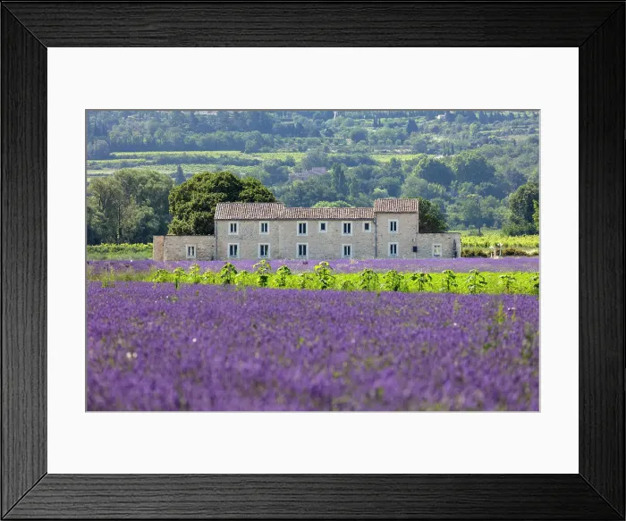 Framed Print : France, Provence-Alpes-Cote d'Azur, Bonnieux, a traditional stone building surrounded by lavender and sunflowers near the village of Bonnieux Framed Print : France, Provence-Alpes-Cote d'Azur, Bonnieux, a traditional stone building surrounded by lavender and sunflowers near the village of Bonnieux