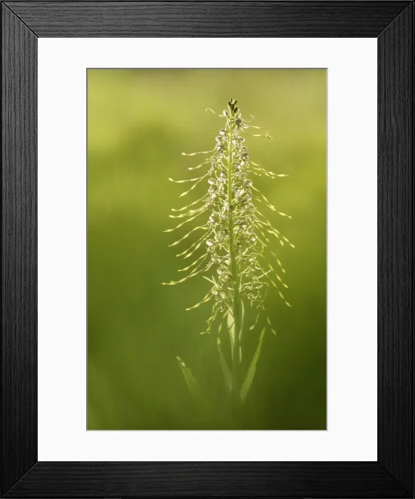 Framed Print : Lizard orchid (Himantoglossum hircinum, Provence-Alpes-Cote d'Azur, France) Framed Print : Lizard orchid (Himantoglossum hircinum, Provence-Alpes-Cote d'Azur, France)