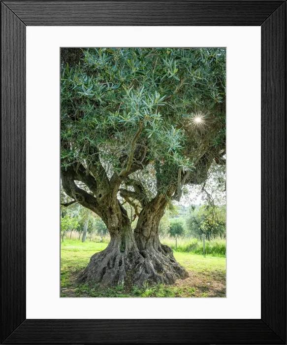 Framed Print : Italy, Tuscany. The old olive tree at a farmhouse near to Castagneto Carducci Framed Print : Italy, Tuscany. The old olive tree at a farmhouse near to Castagneto Carducci
