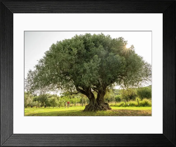 Framed Print : Italy, Tuscany. The old olive tree at a farmhouse near to Castagneto Carducci Framed Print : Italy, Tuscany. The old olive tree at a farmhouse near to Castagneto Carducci