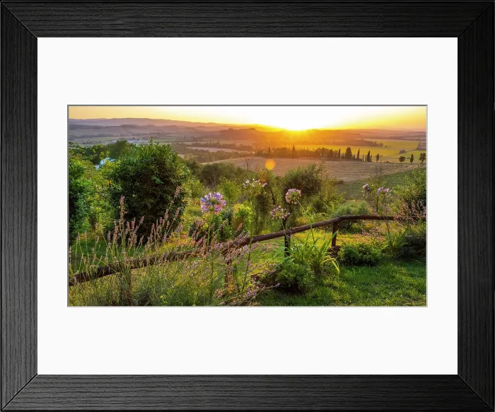 Framed Print : Italy, Tuscany. Sunset seen from the Agriturismo Pieve Sprenna near to Buonconvento. Overlooking sunflower fields Framed Print : Italy, Tuscany. Sunset seen from the Agriturismo Pieve Sprenna near to Buonconvento. Overlooking sunflower fields