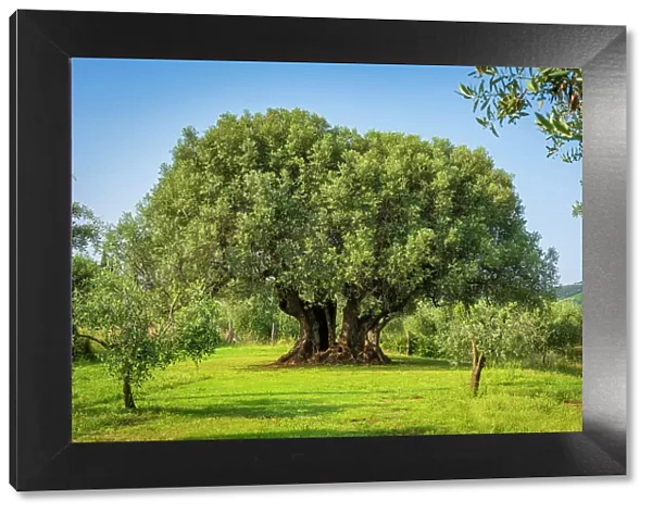 Italy, Tuscany. The giant millenial olive tree at a farmhouse near to Castagneto Carducci