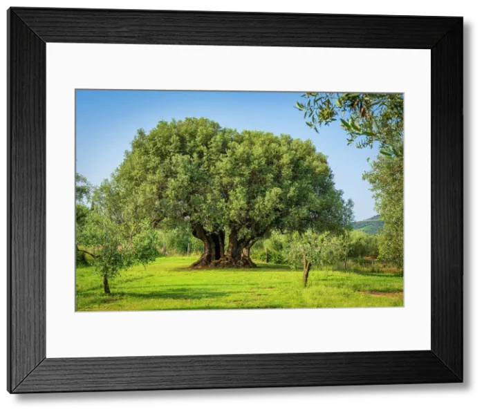 Framed Print : Italy, Tuscany. The giant millenial olive tree at a farmhouse near to Castagneto Carducci Framed Print : Italy, Tuscany. The giant millenial olive tree at a farmhouse near to Castagneto Carducci