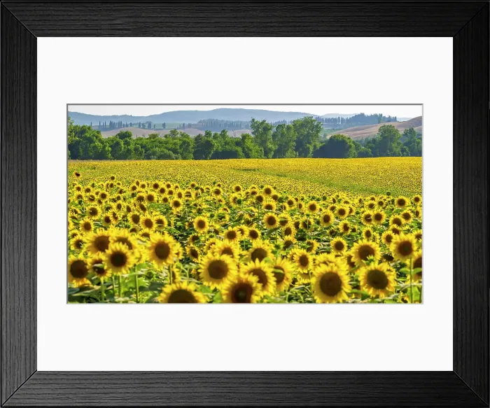 Framed Print : Italy, Tuscany. A sunflower field near to Buonconvento Framed Print : Italy, Tuscany. A sunflower field near to Buonconvento