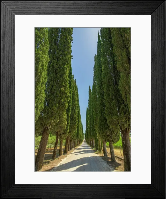 Framed Print : Italy, Tuscany. A long and straight cypress alley near to Castelnuovo Berardenga Framed Print : Italy, Tuscany. A long and straight cypress alley near to Castelnuovo Berardenga