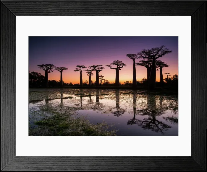 Framed Print : Baobab Trees at Sunset, Madagascar Framed Print : Baobab Trees at Sunset, Madagascar