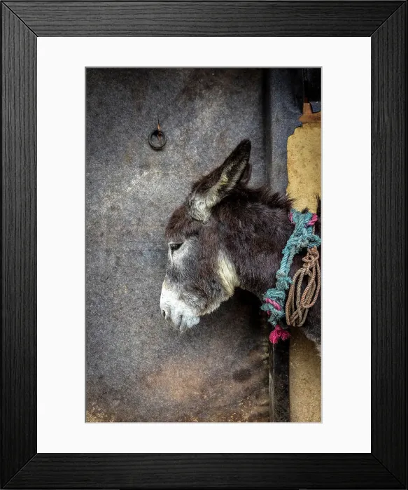 Framed Print : Donkey at leather tannery, Fez, Morocco Framed Print : Donkey at leather tannery, Fez, Morocco
