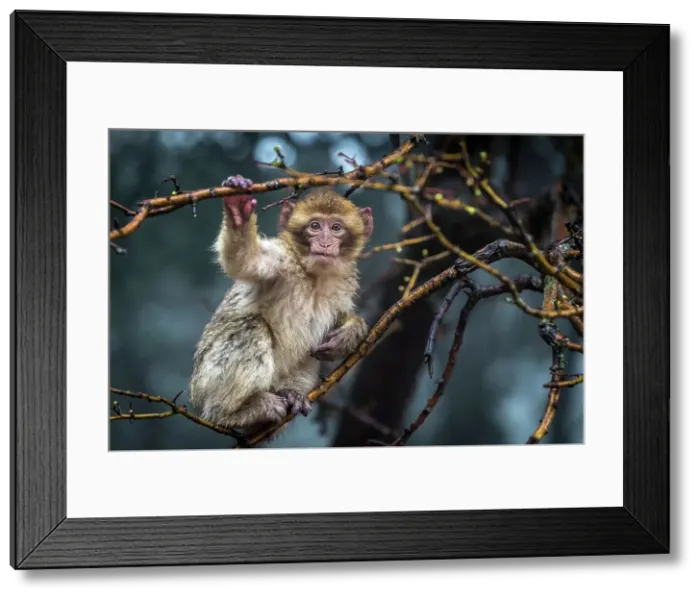 Framed Print : Barbary macaque, Ifrane National Park, Morocco Framed Print : Barbary macaque, Ifrane National Park, Morocco