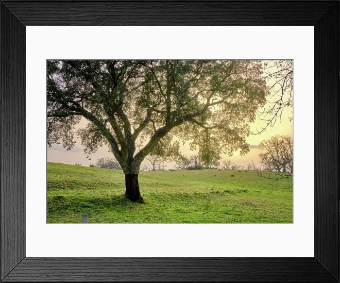 Framed Print : Cork oak at Nisa, Alentejo. Portugal is the world's biggest producer of cork Framed Print : Cork oak at Nisa, Alentejo. Portugal is the world's biggest producer of cork
